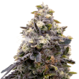 Product image for Zoap Feminized Seeds