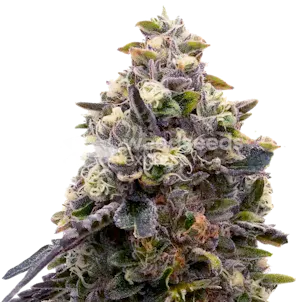 Photo of Zoap Feminized Seeds