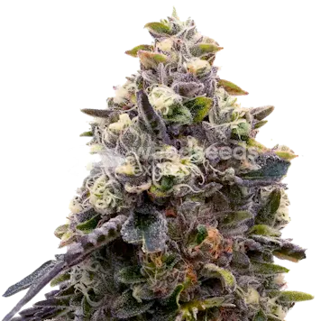 Photo of Zoap Feminized Seeds