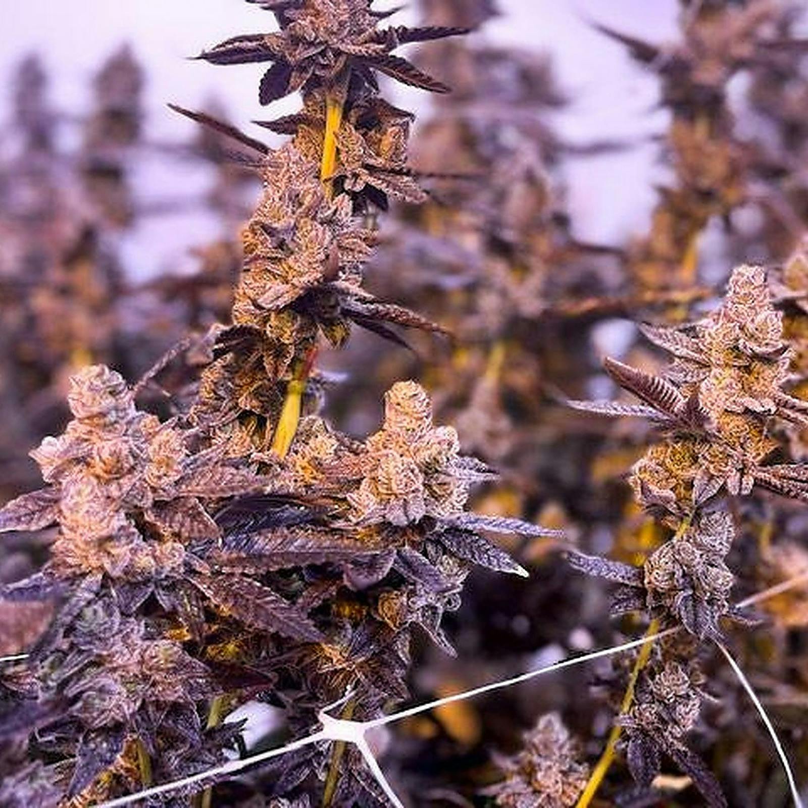 Access THC White Truffle Leafly