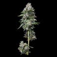 Kosher Kush Feminized Seeds