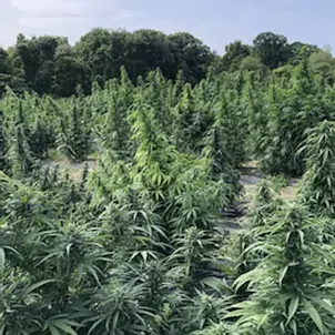 Photo of Matterhorn CBD Flower