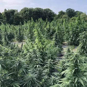 Photo of Matterhorn CBD Flower