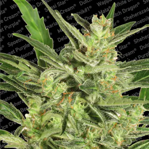 Photo of AUTOMARIA 2