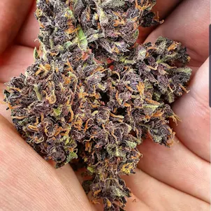 Photo of Auto Dark Purple