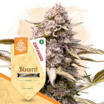 Photo of Biscotti Automatic by Zamnesia Seeds