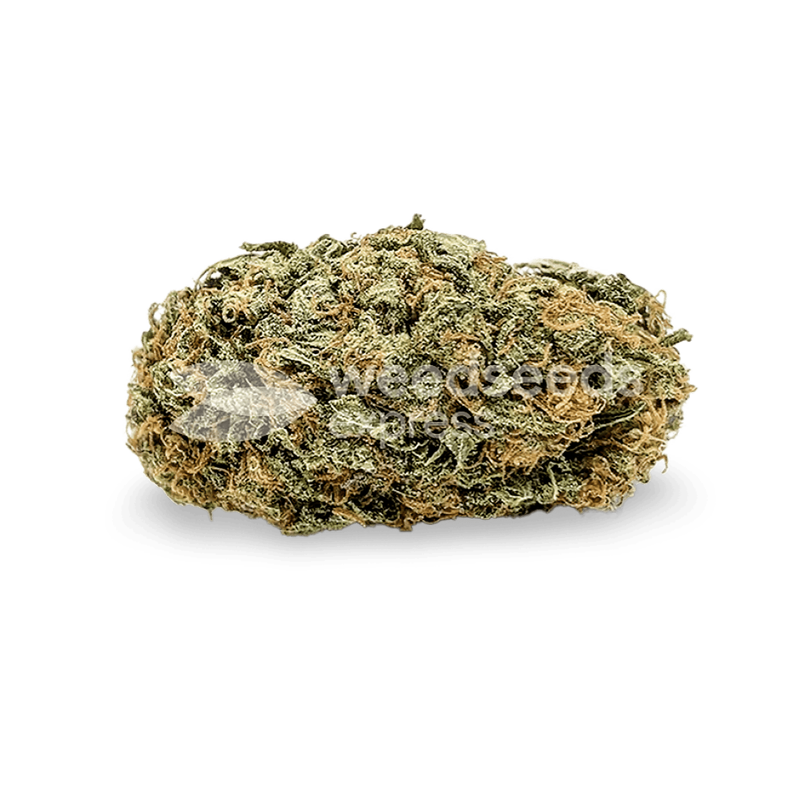 Weedseedsexpress Tangerine Dream autoflower seeds Leafly