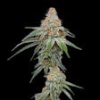 Product image for Pineapple Upside Down Cake Feminized Cannabis Seeds