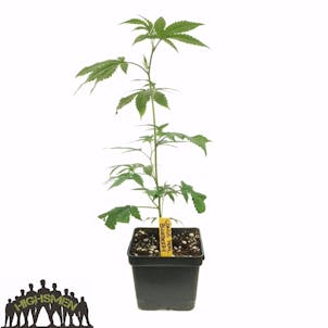 Photo of CASHUS CLAY | true og x bubblegum x master kush | HIGHSMEN Exclusive