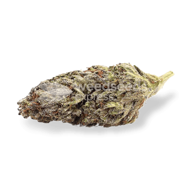 Photo of Blackberry Kush Feminized Seeds