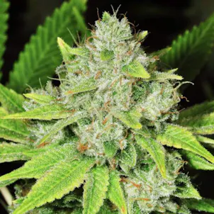 Photo of Original Glue feminized seeds x5