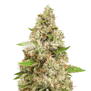Photo of Triangle Kush Autoflower Seeds