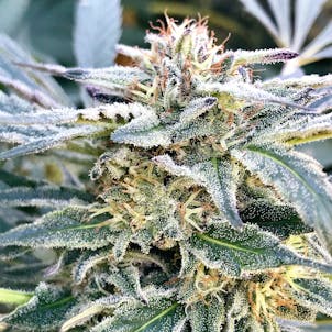 Photo of Wing Attack Plan R