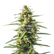 Product image for Sour Tsunami CBD Feminized Seeds