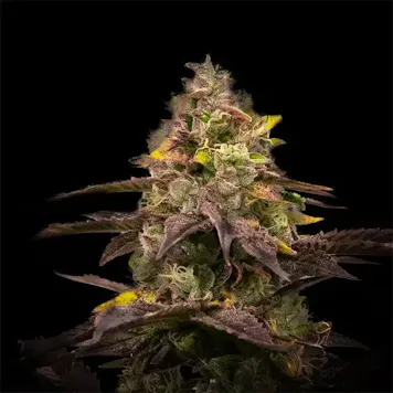 Photo of Ghost Train Haze