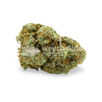 Photo of CBD White Widow Feminized Seeds