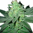 Product image for Pineapple Express Marijuana Seeds By TheSeedPharm.com