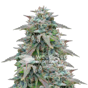 Photo of Purple Haze Autoflower Seeds