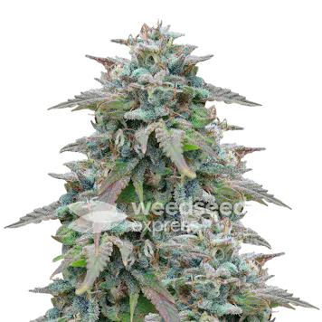 Photo of Purple Haze Autoflower Seeds