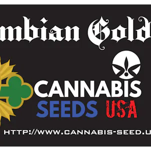 Photo of COLOMBIAN GOLD – 100 PACK