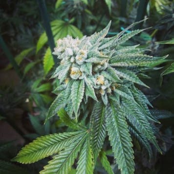 Photo of Corn Bread OG - Healthy clones