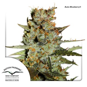 Photo of Auto Blueberry