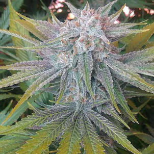 Photo of Cotton Candy 2 Flower