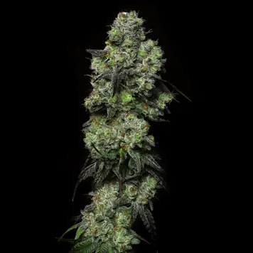 Photo of Dark Krystal