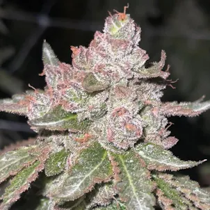 Photo of Blue Unicorn Poop Clones | Shipping To All 50 States