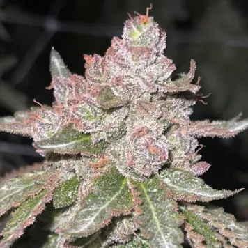 Photo of Blue Unicorn Poop Clones | Shipping To All 50 States