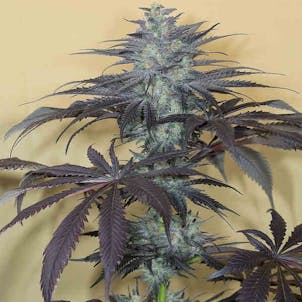 Photo of Fruity Pebbles Feminized