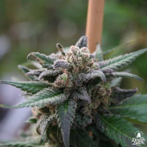 Photo of Blueberry Cheesecake