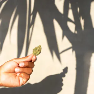 Photo of Island Flower (CBD)