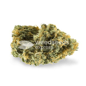 Photo of Skywalker OG Autoflower Seeds