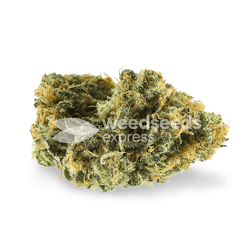 Photo of Skywalker OG Autoflower Seeds