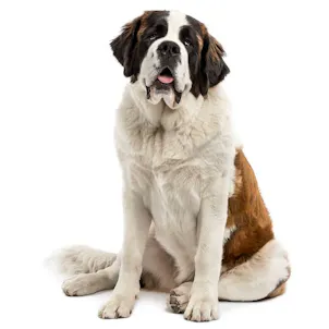 Photo of 2400 mg | ABSC Pure Organic CBD Oil for Pets