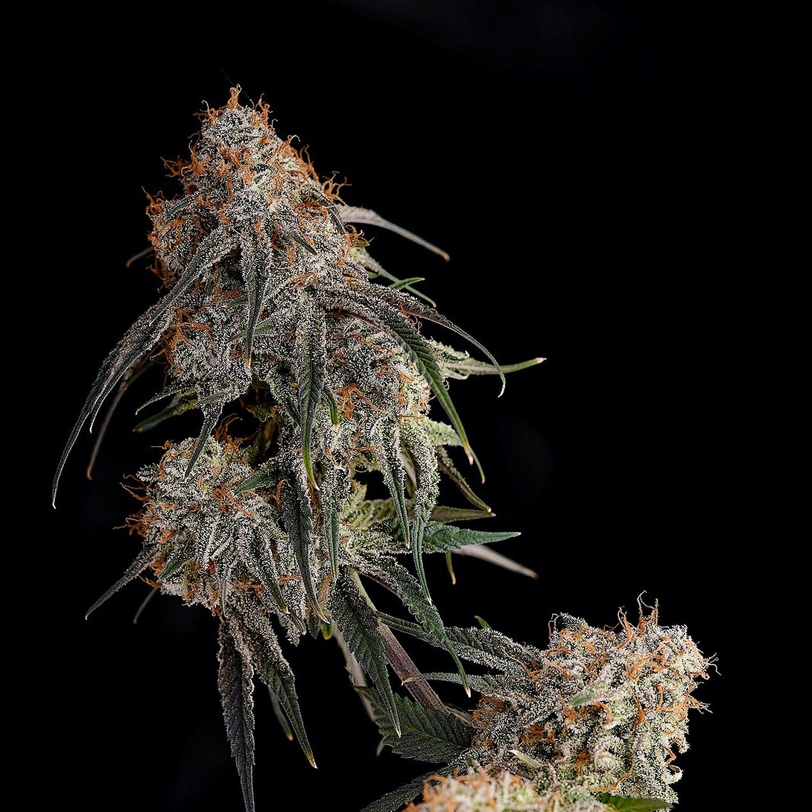 Chronicseur Farms Banana Punch Sativa Hybrid Leafly