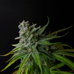 Photo of Red-Headed Stranger