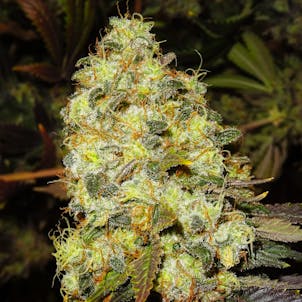 Photo of Ice feminized seeds x5