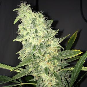 Photo of CBD Apocalypse