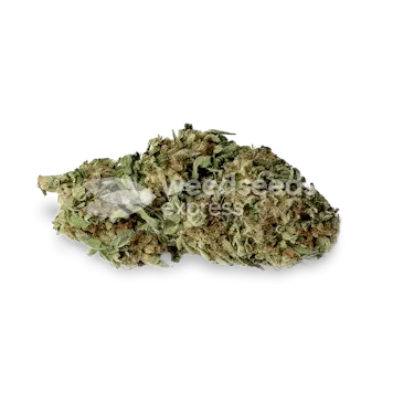 Photo of Haze #1 Feminized Seeds