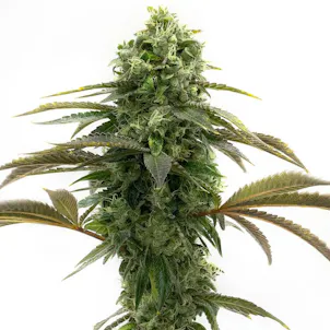 Photo of Bubblegum Feminized