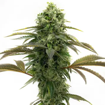 Photo of Bubblegum Feminized