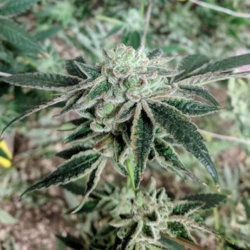 Photo of Thin Mint Cookie