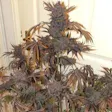 Product image for Purple Blackberry Auto Fem Seeds