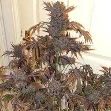 Photo of Purple Blackberry Auto Fem Seeds