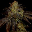 Product image for Chocolope Feminized