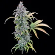 Product image for Durban Nights Feminized Cannabis Seeds