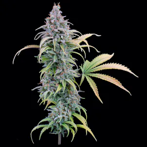 Photo of Durban Nights Feminized Cannabis Seeds