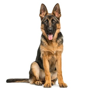 Product image for 1200 mg | ABSC Pure Organic CBD Oil for Pets